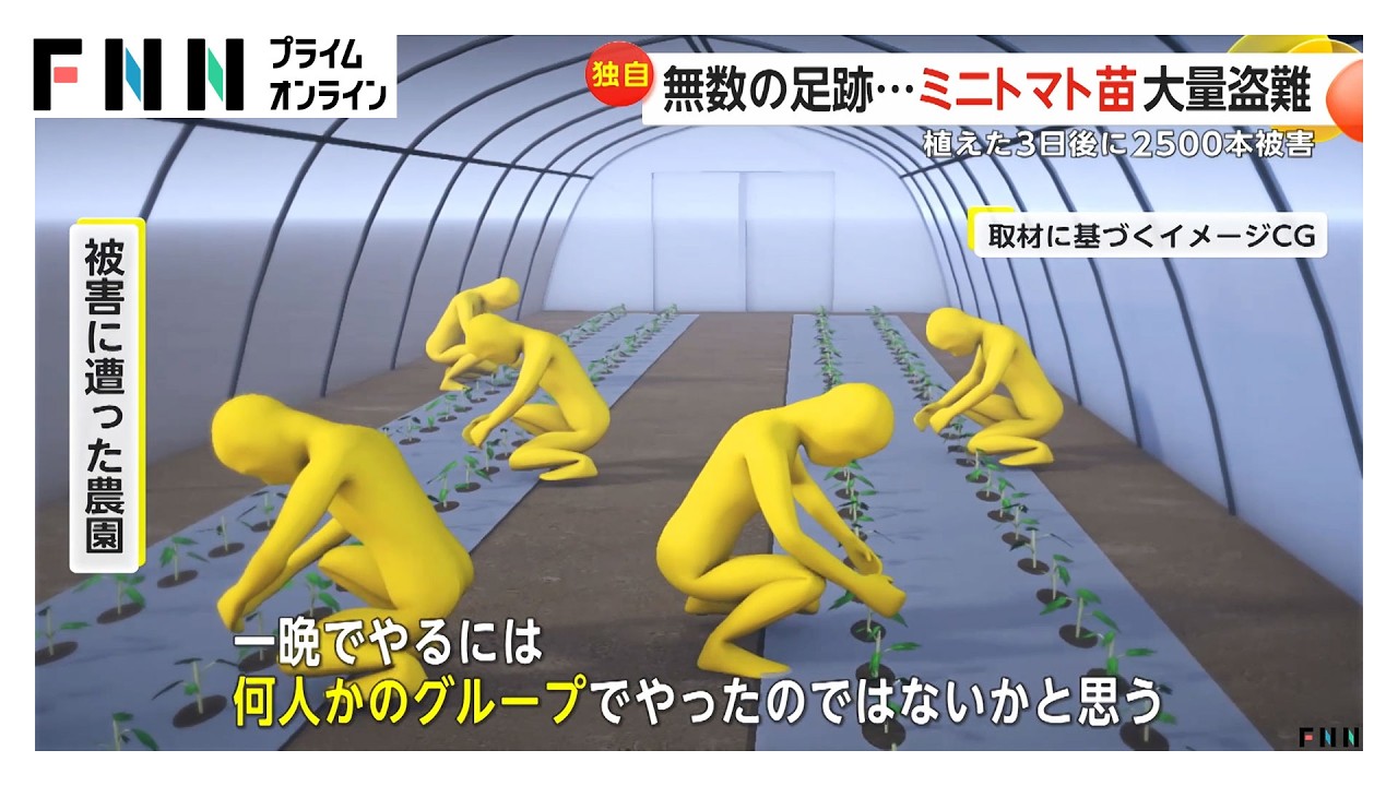 「窃盗団にやられた！」ミニトマト苗2500本約112万円が盗まれる 植えた3日後に抜かれプロ集団の犯行か 茨城（2026年03月26日） img
