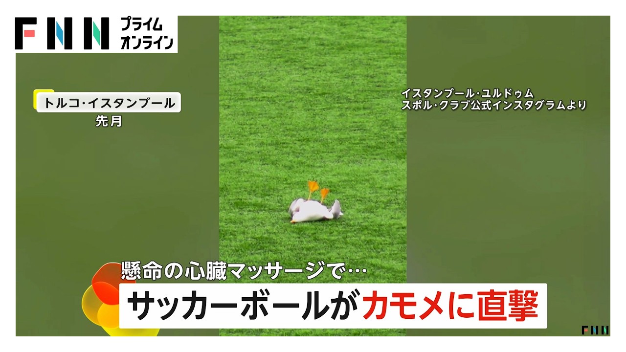 試合中にサッカーボールがカモメを直撃…地面に落下 選手らが“心臓マッサージ”回復の奇跡 トルコ（2026年03月12日） img