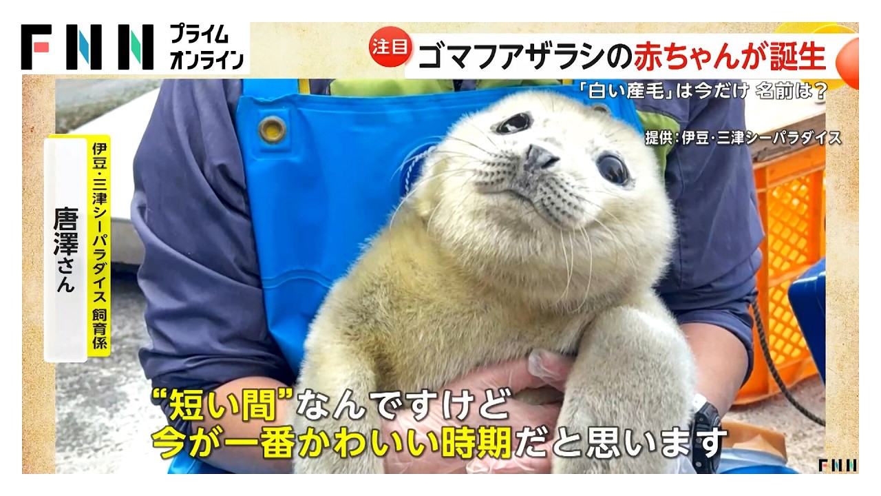 静岡の水族館でゴマフアザラシの赤ちゃん誕生！流氷と同じ色の“白い産毛”が見られるのは今だけ 伊豆・三津シーパラダイス（2026年03月25日） img