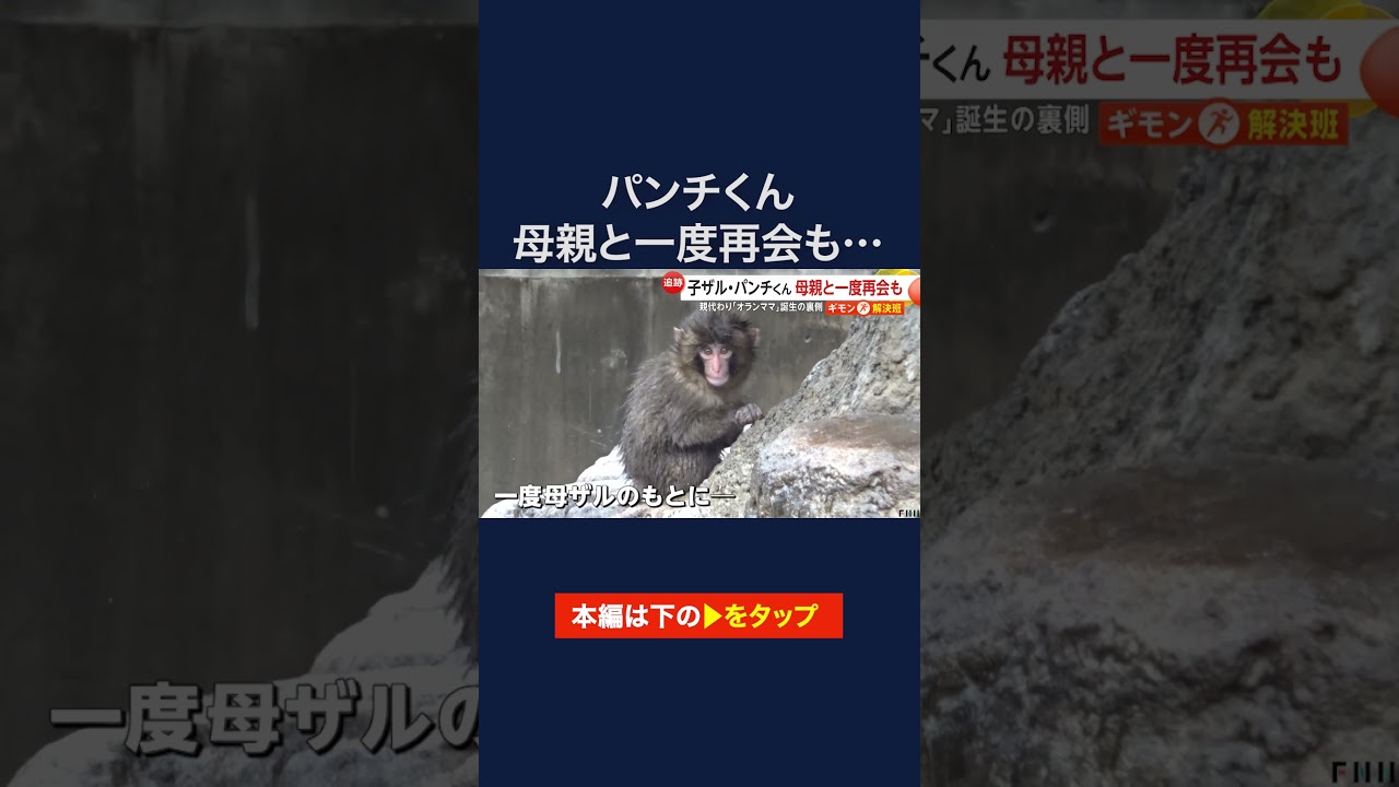 人工哺育されたサルの子ども・パンチ君、母親代わりのぬいぐるみ「オランママ」誕生の裏側　市川市動植物園 #shorts img