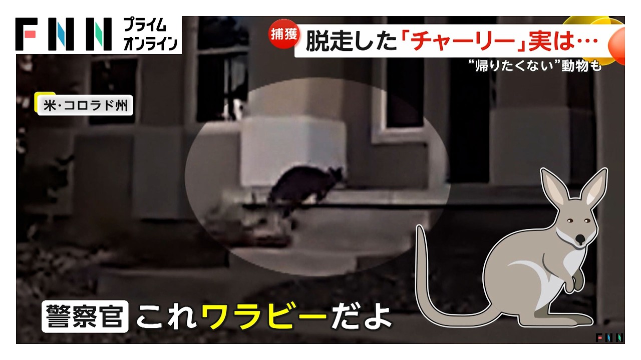 脱走した「チャーリー」は飼いワラビー SNSで話題の“有名人 ”…高速に脱走した牛 飼い主のカウボーイが投げ縄で捕獲 アメリカ（2026年03月27日） img