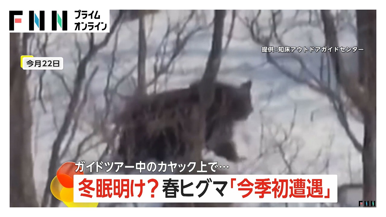 冬眠明けか　「知床」ツアーで1.5メートルほどの“春ヒグマ”今季初遭遇　客とガイド乗せたカヤック上で撮影　岩手でもクマ出没注意報（2026年03月25日） img
