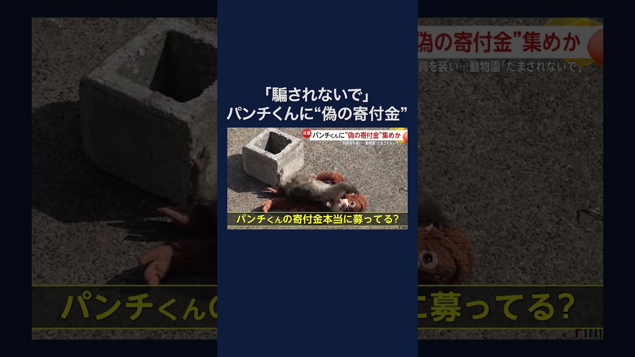 パンチくんのためと称し…飼育員装い実際の動画を無断使用、寄付金サイトへ誘導の“偽アカ”出現　市川市動植物園は注意喚起 #shorts img