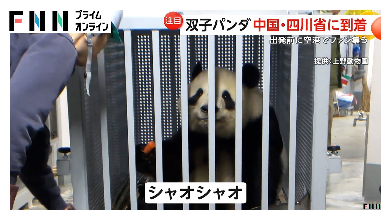 双子パンダ「シャオシャオ」「レイレイ」中国・四川省の保護センター到着「頑張れ！頑張れ！」涙するファンも   (2026年01月29日) img