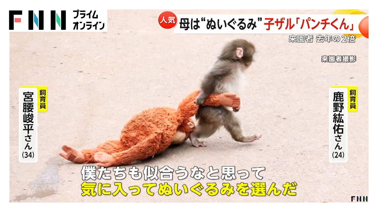 「けなげでかわいい」ぬいぐるみが“母”の子ザル「パンチくん」市川市動植物園で大人気…気温上昇で行楽地に賑わい（2026年02月16日） img