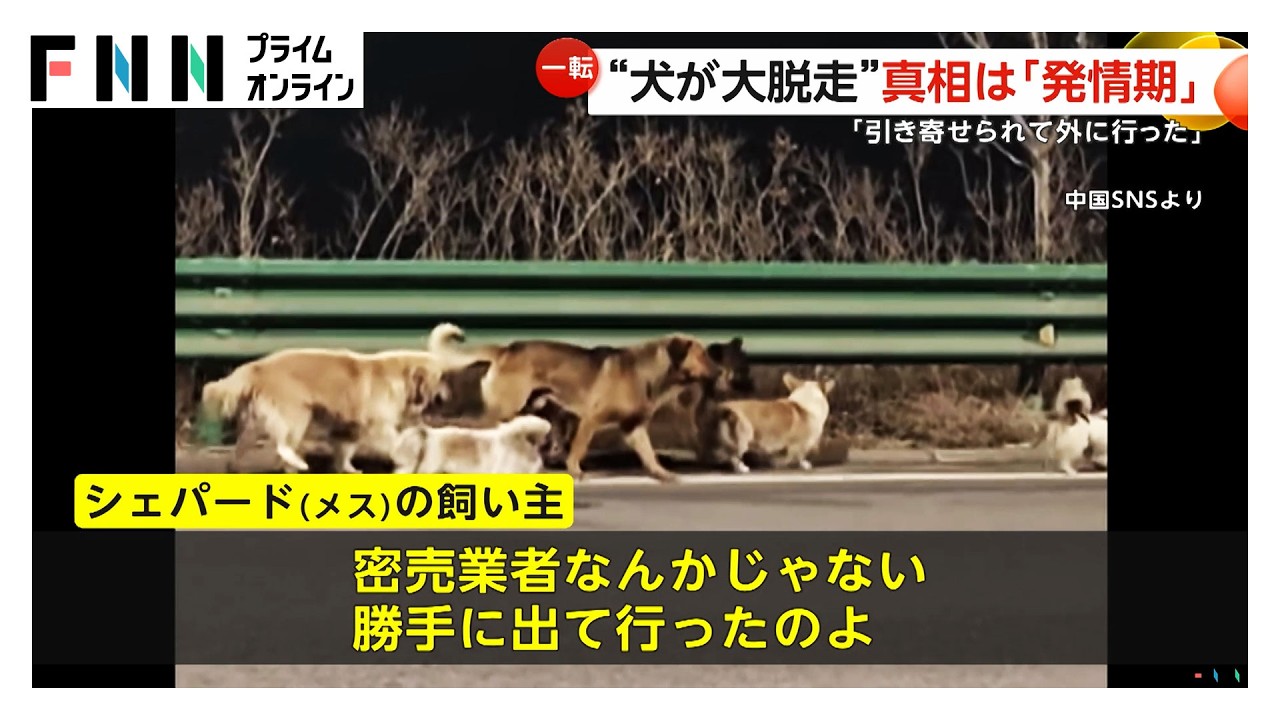 中国SNSで話題の“犬7匹の大脱走”はフェイク？ “誤情報”が拡散 感動ストーリーの真相はまさかの「発情」（2026年03月25日） img