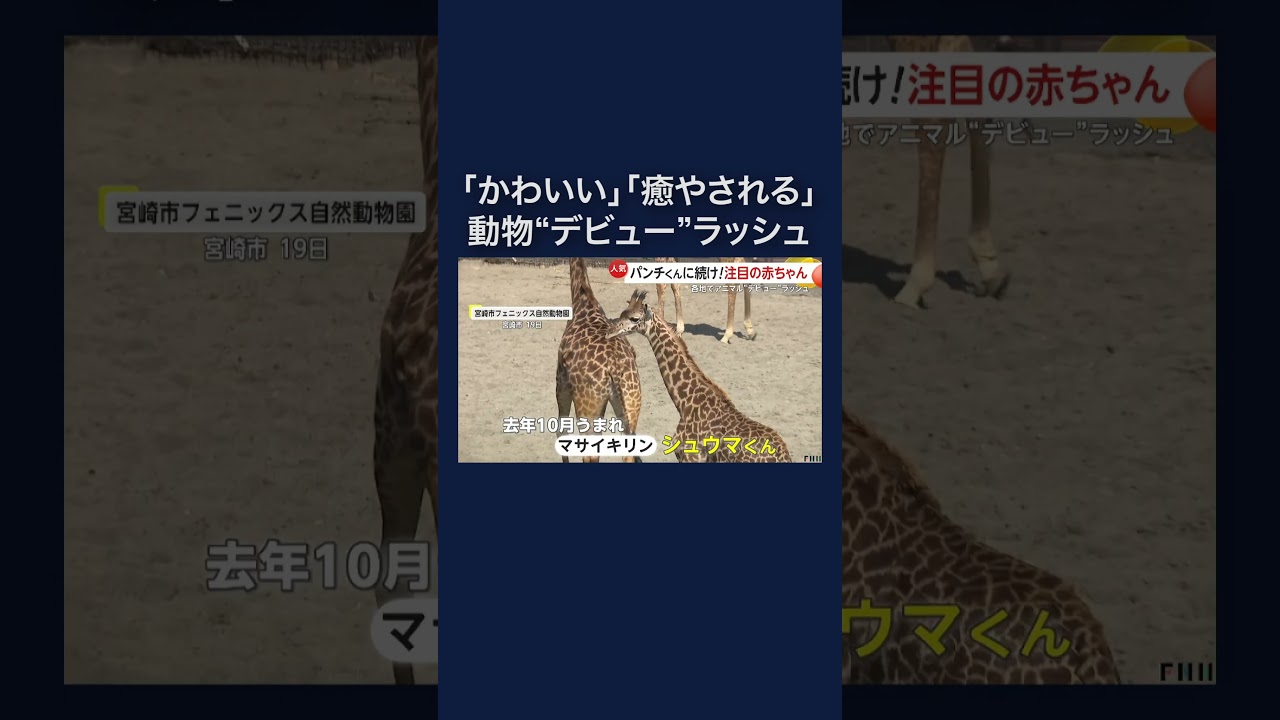 サモエド・ペンギン・キリンも…動物赤ちゃんデビュー相次ぐ #shorts img