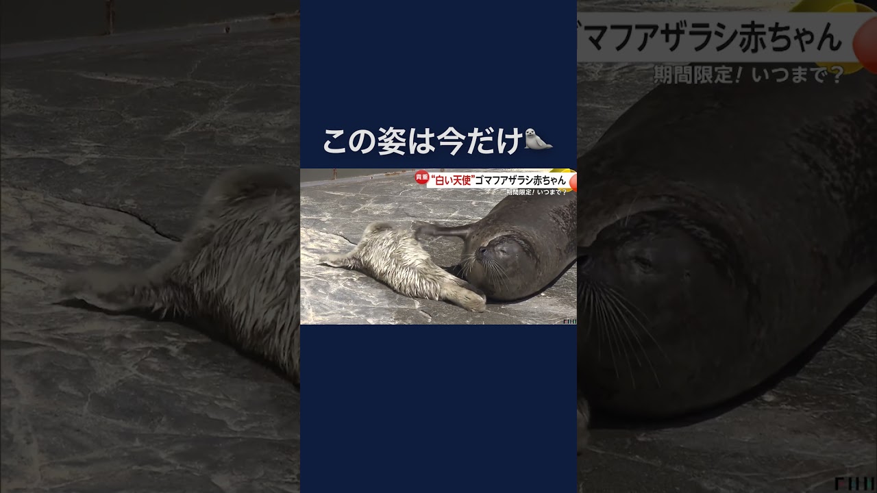 今しか見られない！ゴマフアザラシの赤ちゃん誕生…生後2週間でゴマ模様に　大分市　#shorts img