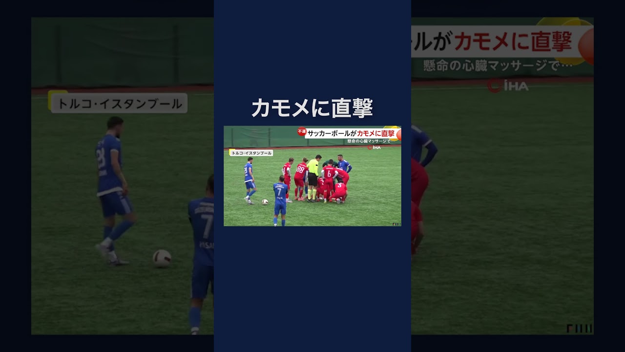 試合中にサッカーボールがカモメを直撃…回復の奇跡 トルコ　#shorts img