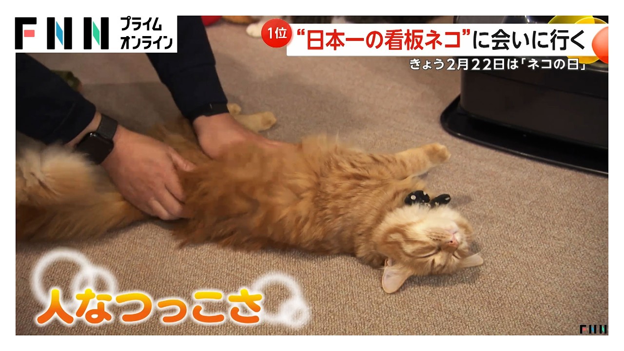 「まるでシンデレラ」 “日本一の看板ネコ”「みみたん」に会いに行ってみた　2月22日「ネコの日」（2026年02月22日） img