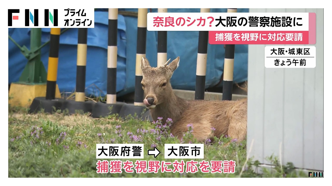 奈良公園のシカが大阪府警に“出頭”か　捕獲も視野　奈良県「奈良公園を出たら天然記念物ではなく野生動物」（2026年03月25日） img