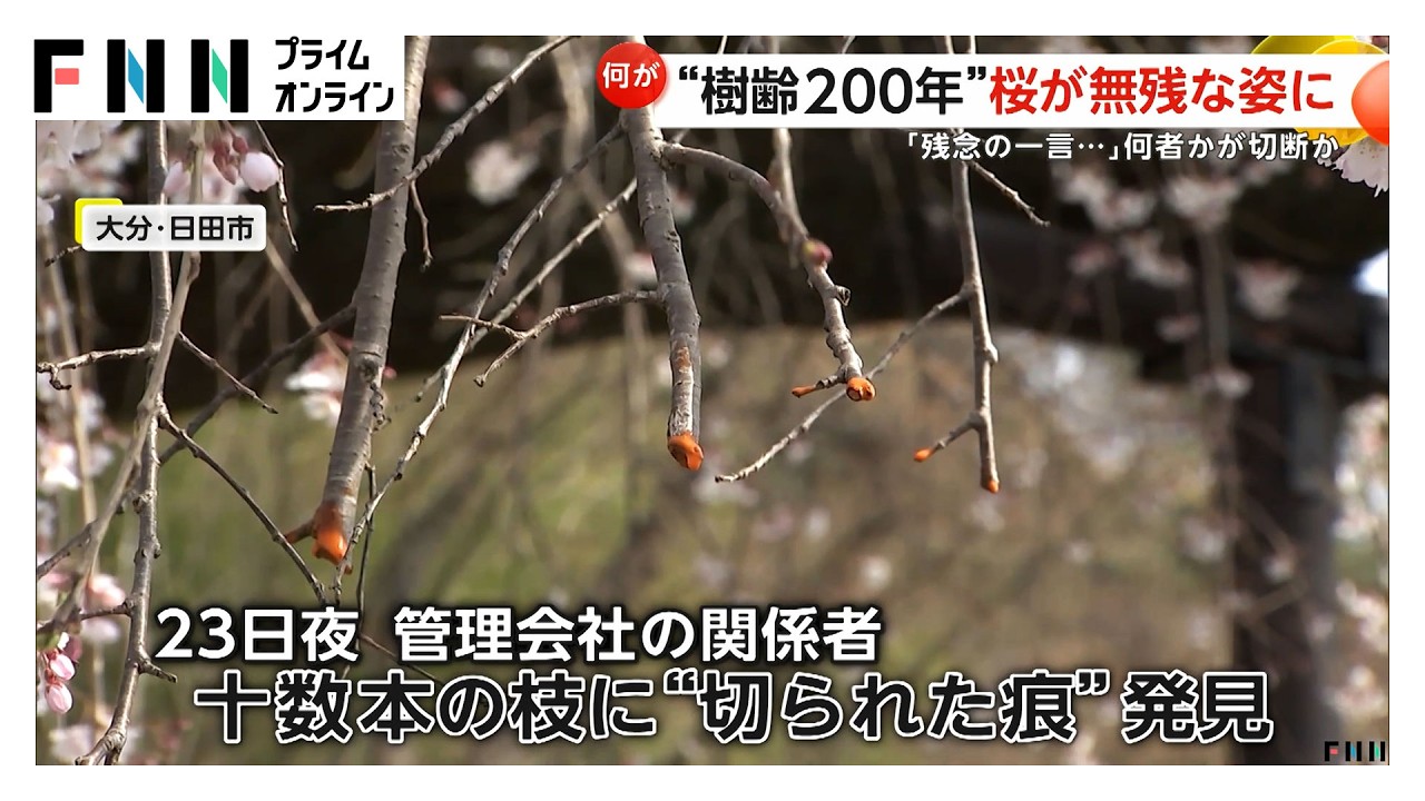 名所「大原大しだれ桜」十数本の枝に切られた痕 樹齢200年…管理会社「老木だが大事にしてほしい」 大分・日田市（2026年03月26日） img