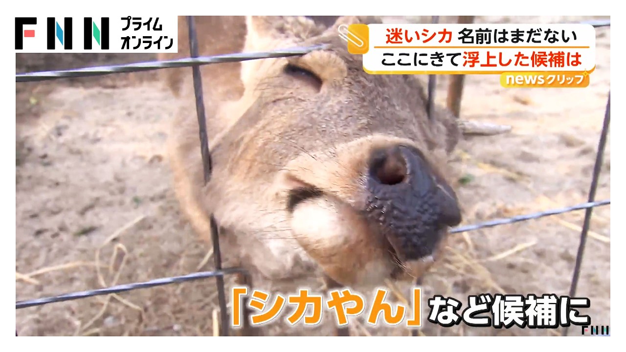 “迷いシカ”能勢温泉でノビノビ　愛称は「シカやん」に？（2026年03月30日） img